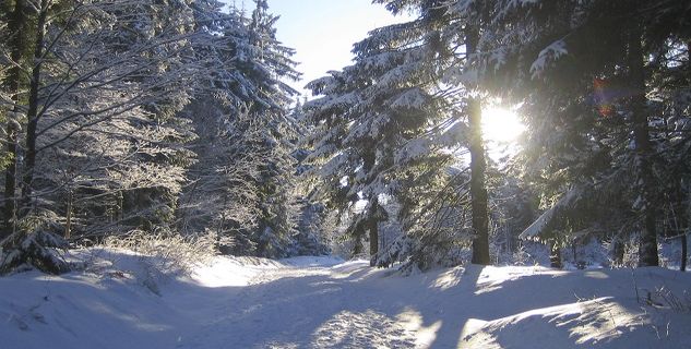 Wald im Winter