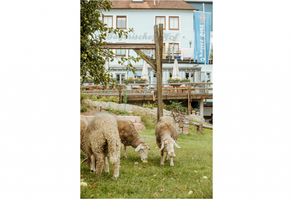 drei Schafe im Garten des Gasthofes Bayerischer Hof