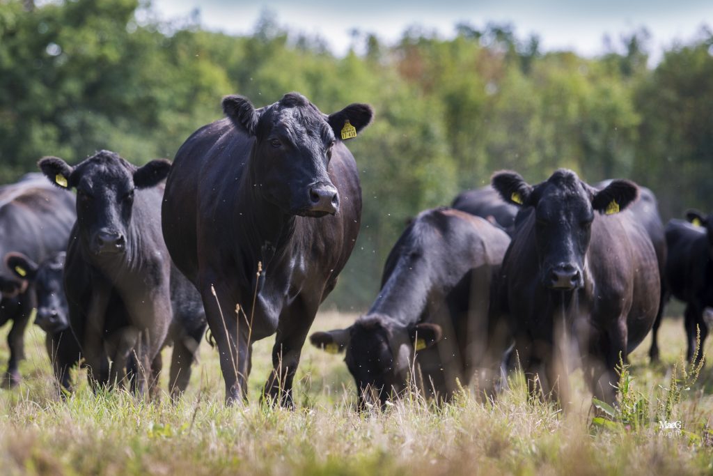 Gasthof Sonne Angus Rinder auf Weide