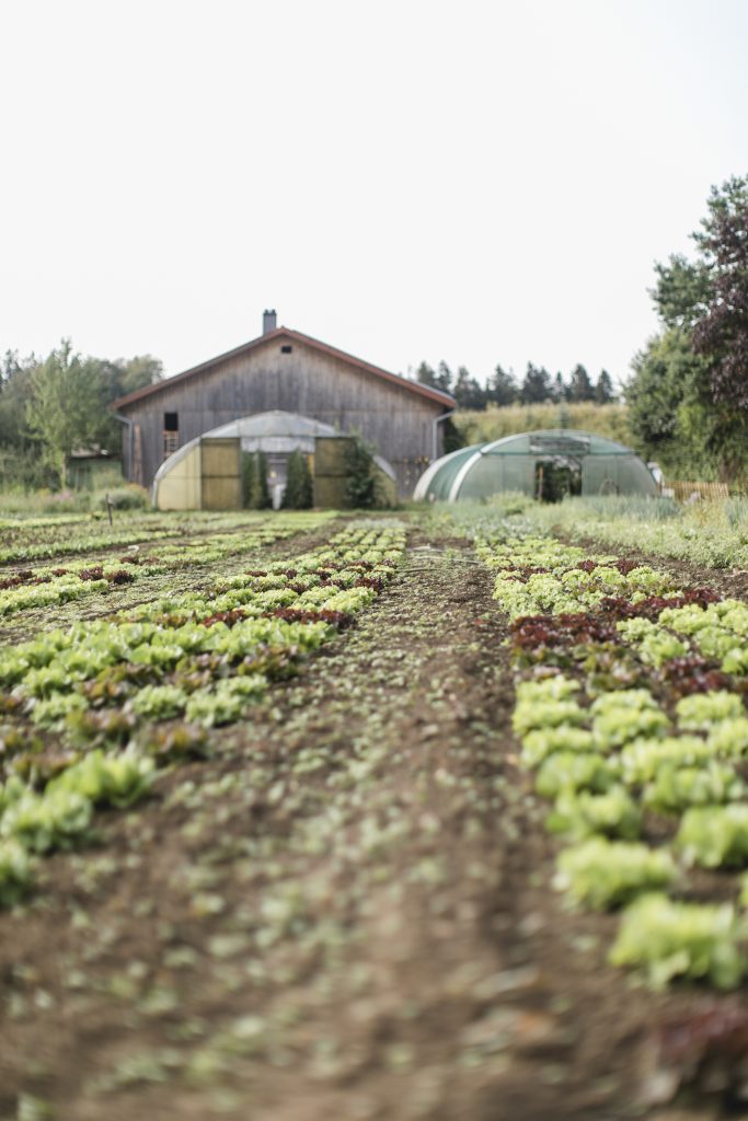 Salatbeet mit 2 Gewächshäusern im Hintergrund